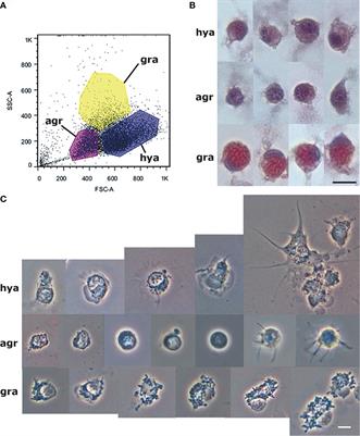 A Dissenters’ View on AppleSnail Immunobiology